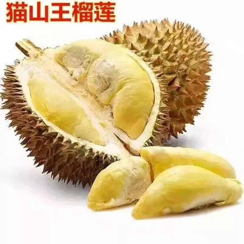 榴莲树苗嫁接种苗盆栽地栽南方北方可种耐寒耐旱当年结果榴莲
