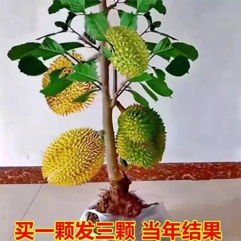 榴莲树苗嫁接种苗盆栽地栽南方北方可种耐寒耐旱当年结果榴莲
