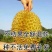 榴莲树苗嫁接种苗盆栽地栽南方北方可种耐寒耐旱当年结果榴莲