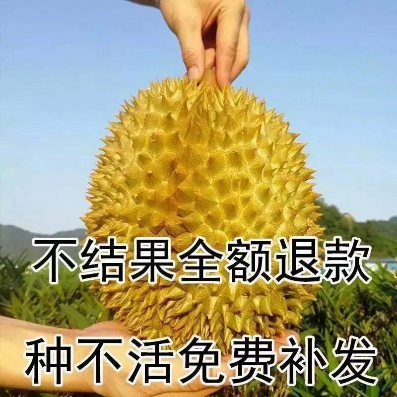 榴莲树苗嫁接种苗盆栽地栽南方北方可种耐寒耐旱当年结果榴莲
