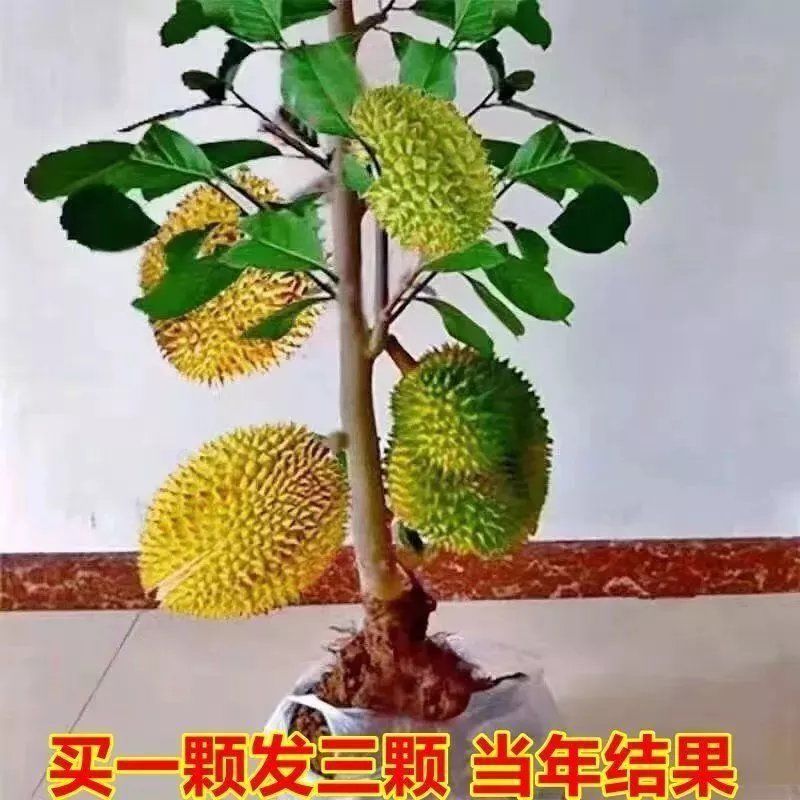 榴莲树苗嫁接种苗盆栽地栽南方北方可种耐寒耐旱当年结果榴莲