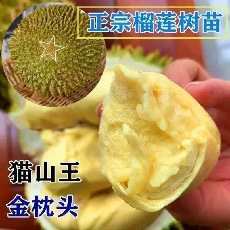 榴莲树苗嫁接种苗盆栽地栽南方北方可种耐寒耐旱当年结果榴莲