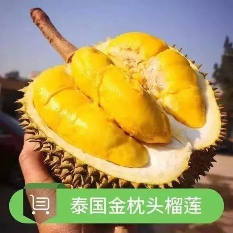 榴莲树苗嫁接种苗盆栽地栽南方北方可种耐寒耐旱当年结果榴莲
