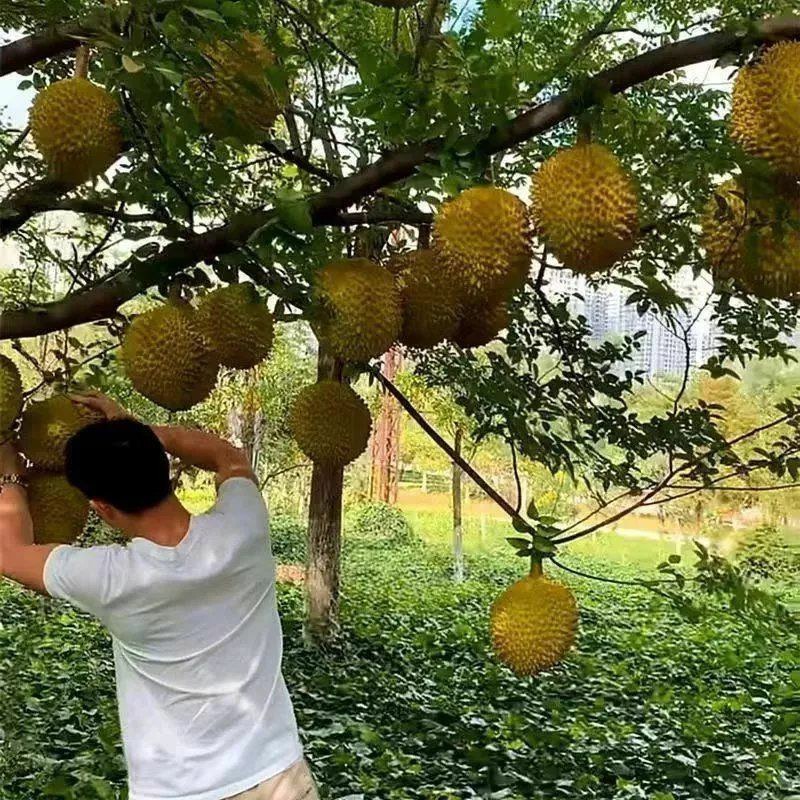 榴莲树苗嫁接种苗盆栽地栽南方北方可种耐寒耐旱当年结果榴莲
