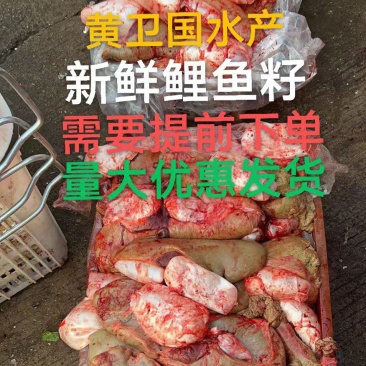 新鲜鱼籽:鱼蛋:鱼泡:鱼白:产地直发一手货源