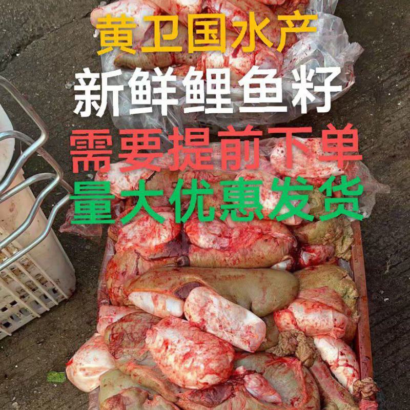新鲜鱼籽:鱼蛋:鱼泡:鱼白:产地直发一手货源