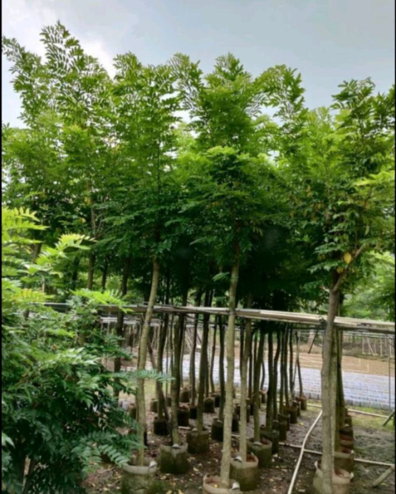 黄花梨