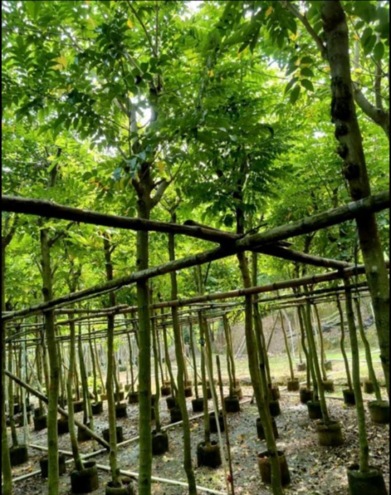 黄花梨
