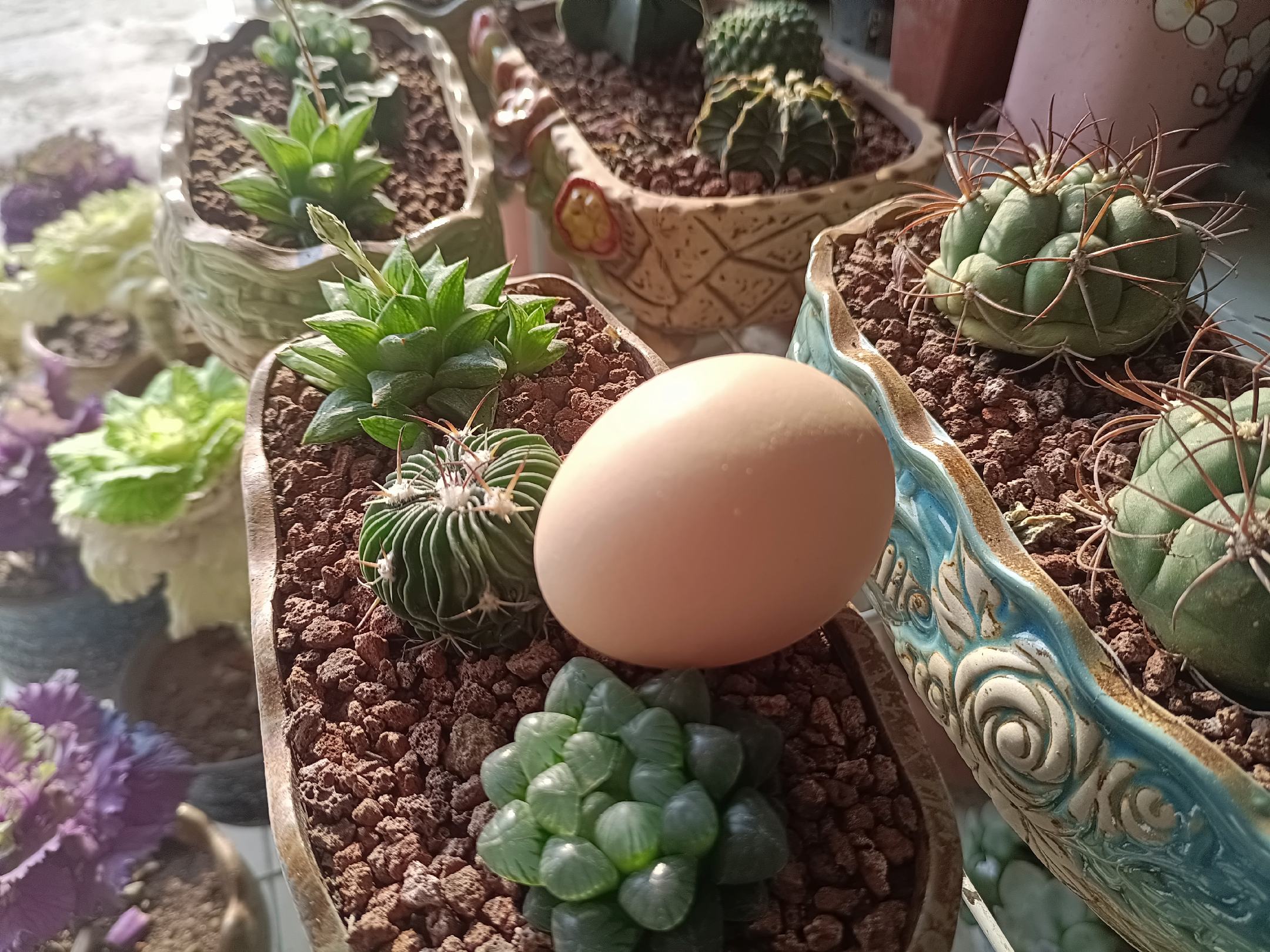 一个阳台上的多肉桃蛋种植场景,花盆置于带遮阳网的架子上,周围有通风扇轻微吹动空气,土壤表面铺有赤玉土颗粒,温度计显示当前气温为32℃,体现夏季科学养护环境 桃蛋夏季养护场景示意图