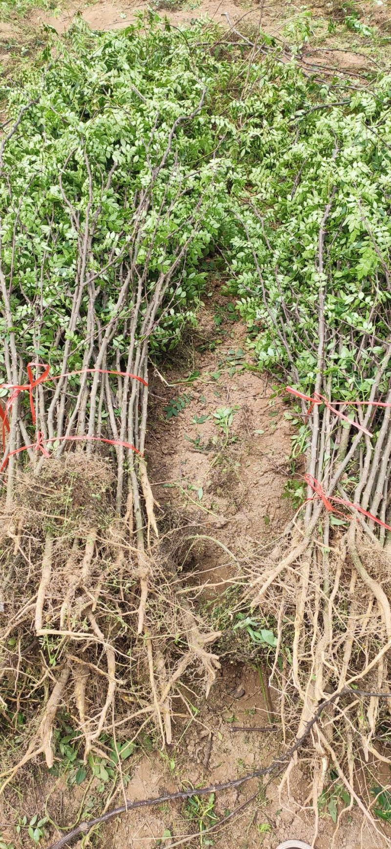 陕西西安周至大红袍花椒苗货源充足欢迎老板考察