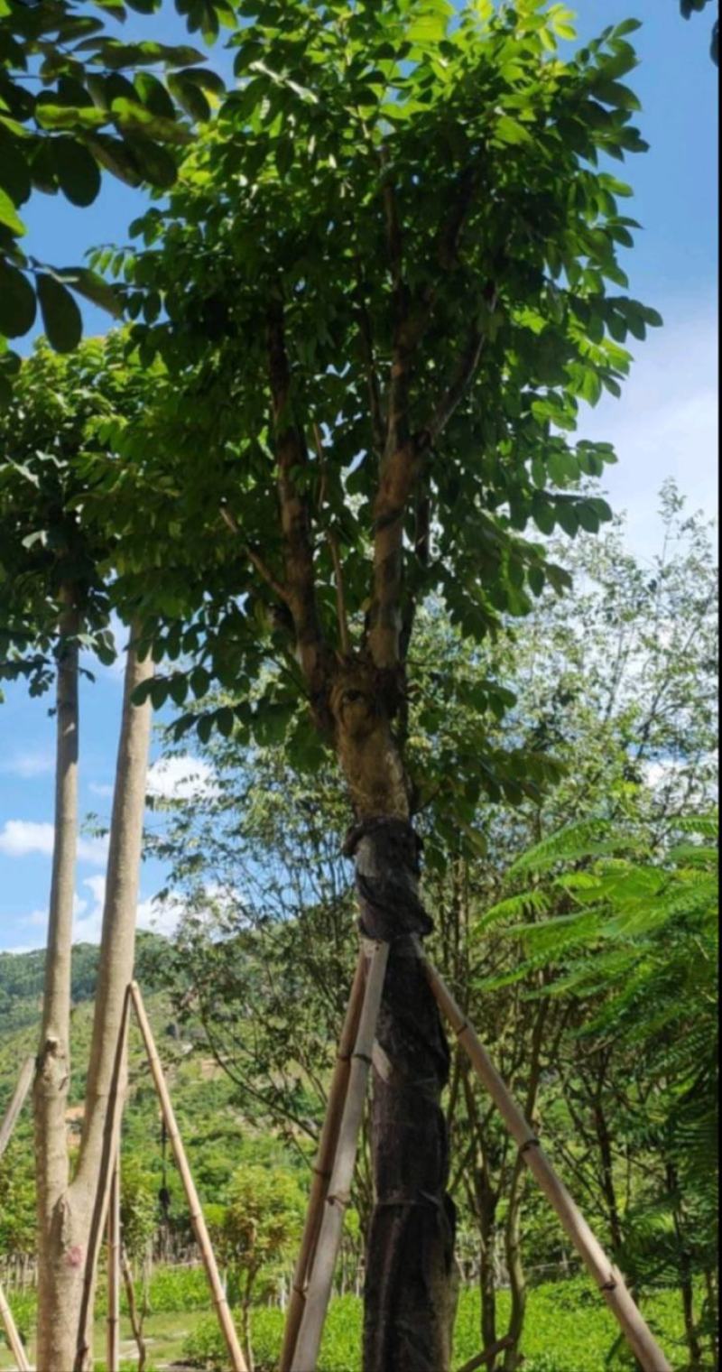 火焰木