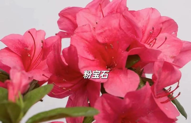 安酷杜鹃，麒麟开花，不怕热不怕冻，四级开花