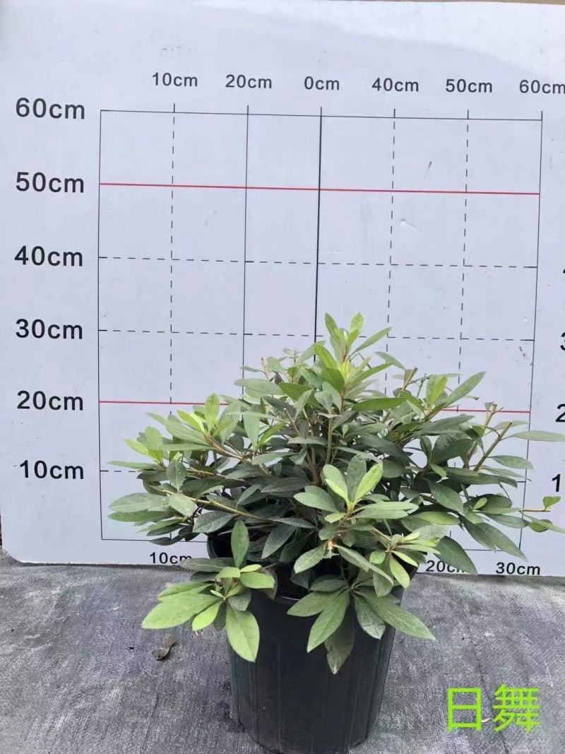 安酷杜鹃，麒麟开花，不怕热不怕冻，四级开花