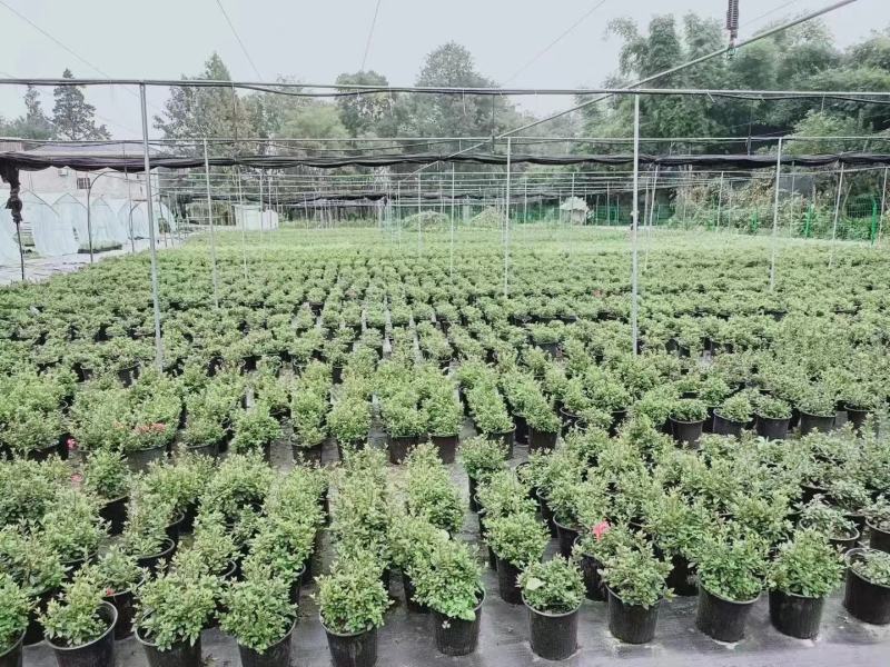 安酷杜鹃，麒麟开花，不怕热不怕冻，四级开花