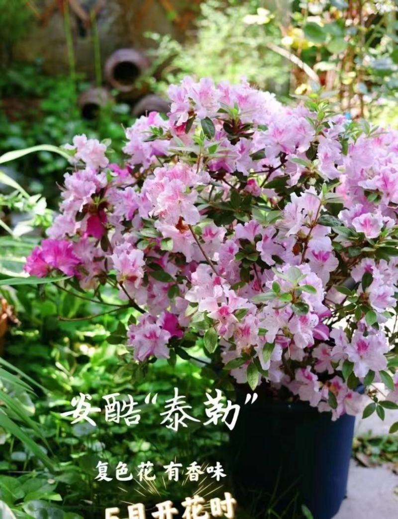 安酷杜鹃，麒麟开花，不怕热不怕冻，四级开花