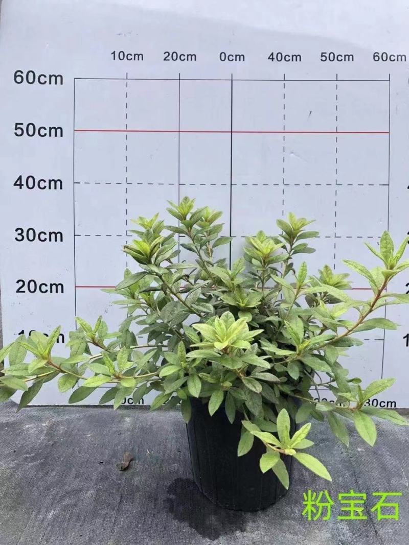 安酷杜鹃，麒麟开花，不怕热不怕冻，四级开花