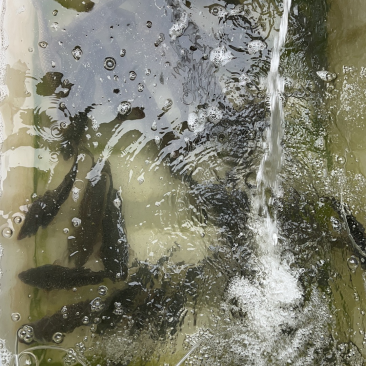 鲫鱼