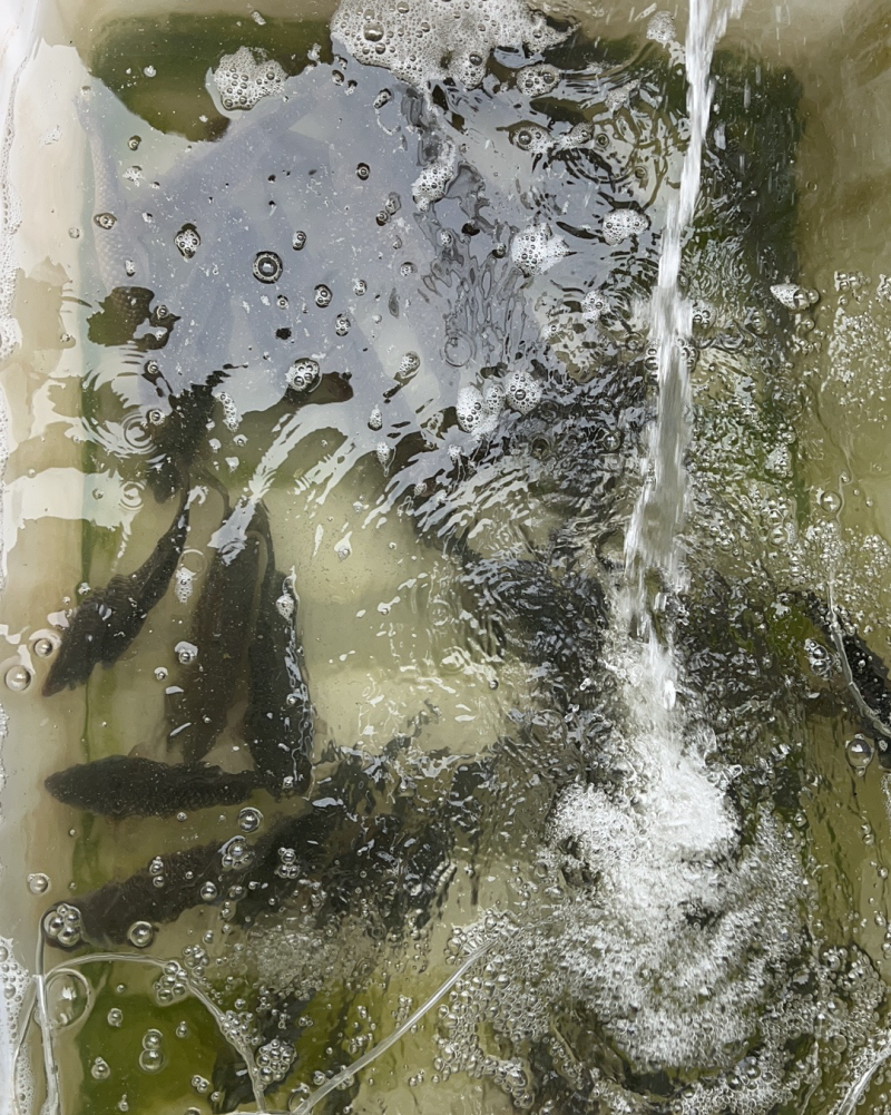 鲫鱼