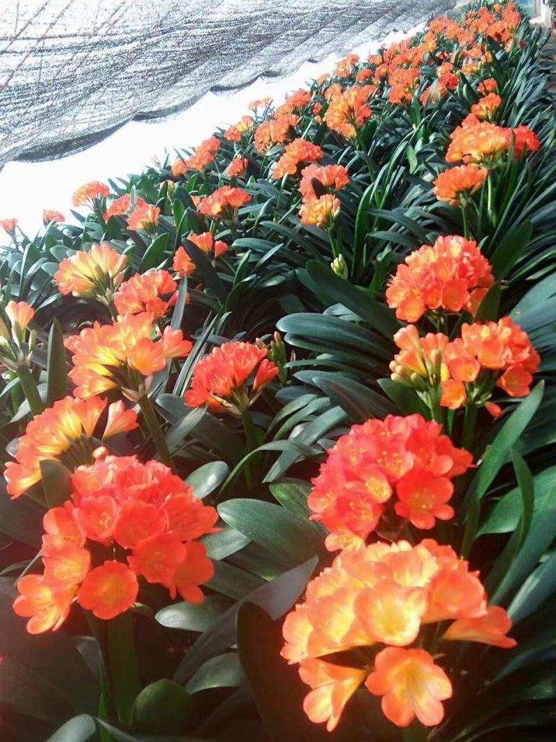 东北君子兰，带花苞，花色艳丽，株形美观，大集早市夜市热卖