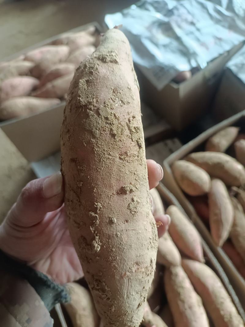 沙土地烟薯