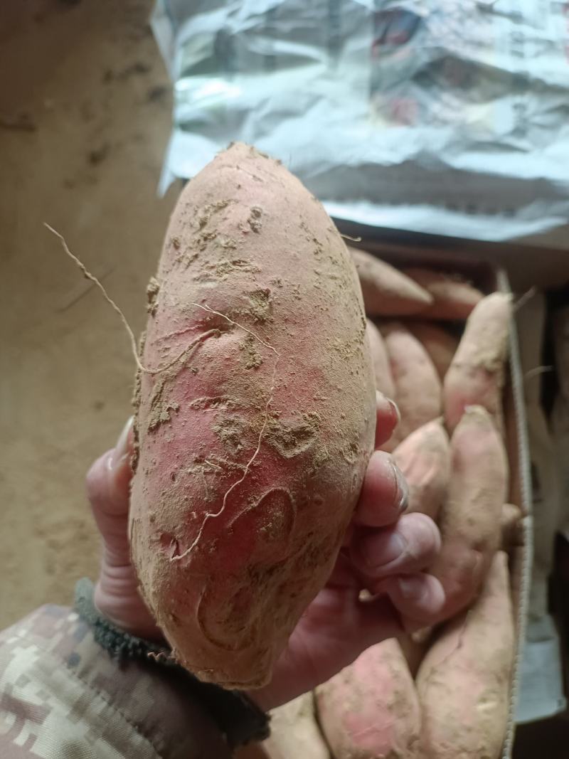 沙土地烟薯