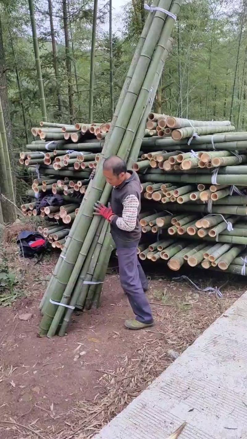 4米甘蔗支撑架竹竿。7到12公分量大从优欢迎来电咨询