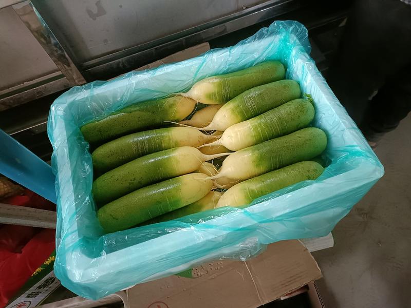 【荐】青岛莱西市精品水果青萝卜，基地现摘现发，保质保量