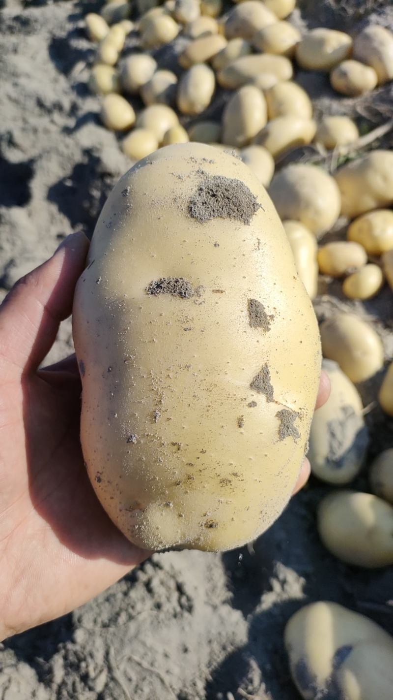 甘肃临洮沃土黄心黄皮，丽薯陆续上市，欢迎客户实地考察合作