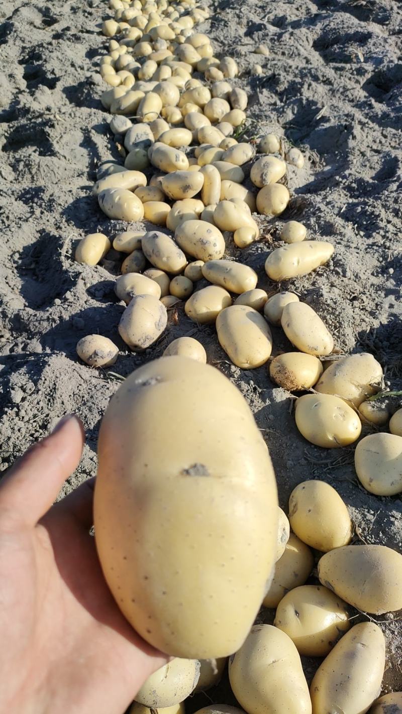 甘肃临洮沃土黄心黄皮，丽薯陆续上市，欢迎客户实地考察合作