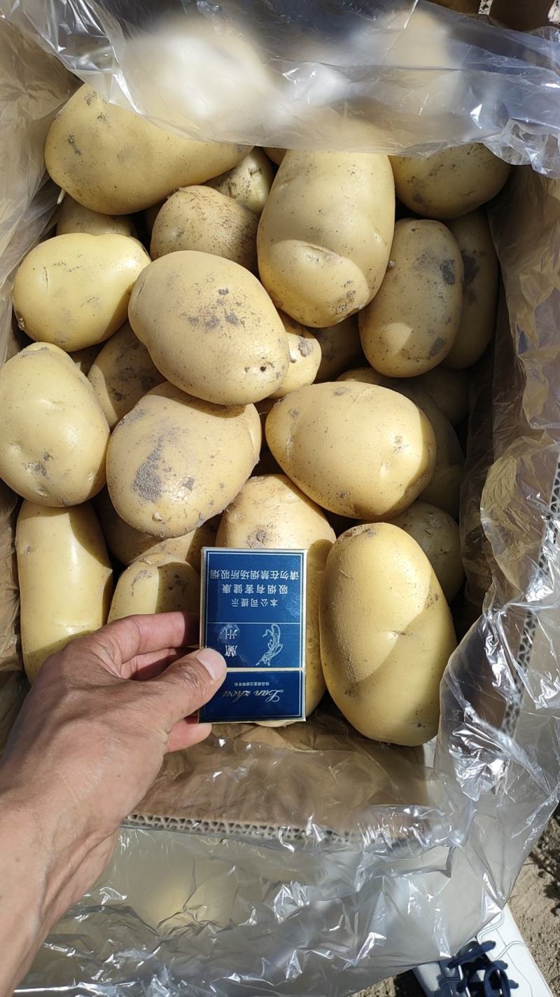 甘肃临洮沃土黄心黄皮，丽薯陆续上市，欢迎客户实地考察合作