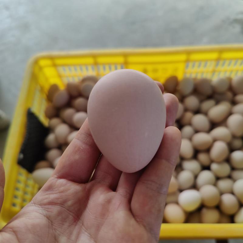 初生珍珠鸡蛋广东养殖场直销新鲜有保证