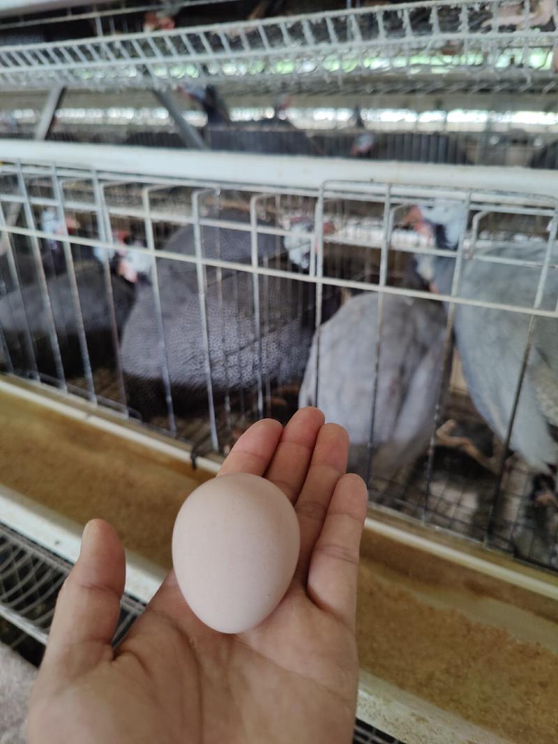 初生珍珠鸡蛋广东养殖场直销新鲜有保证