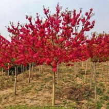 室外地栽原生高杆梅花树型红梅绿梅正宗骨里红梅庭院别墅栽培