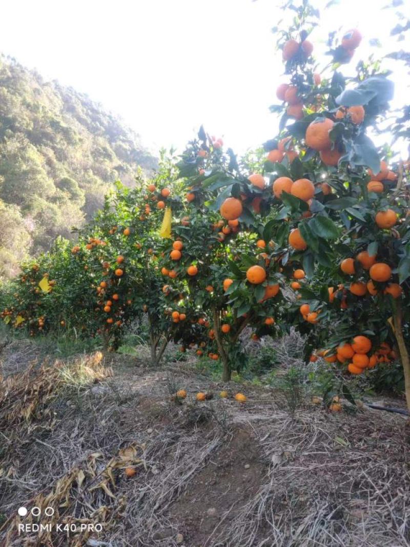云南高原柑橘沃柑，量大质优，产地全国直发价格美丽