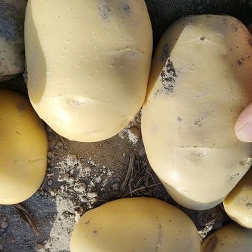 黄心希森，白心丽薯土豆开始上市了，欢迎老板采购