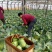 【荐】青岛莱西市，精品甘蓝，基地现摘现发，保质保量