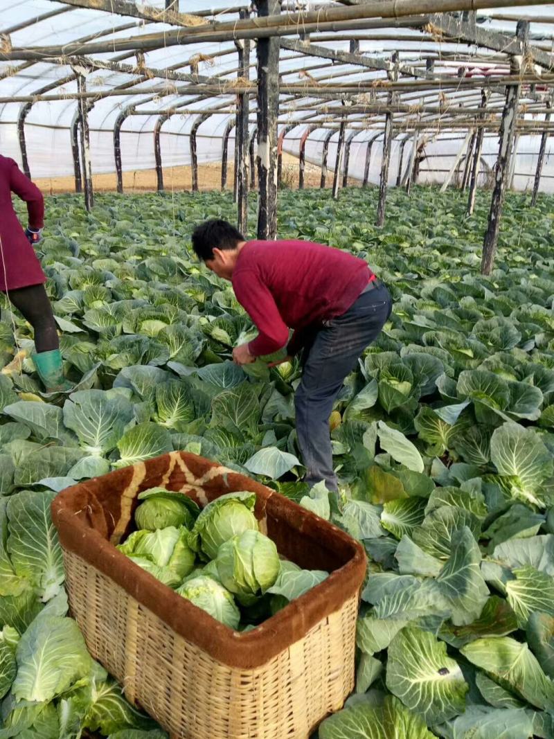 【荐】青岛莱西市，精品甘蓝，基地现摘现发，保质保量