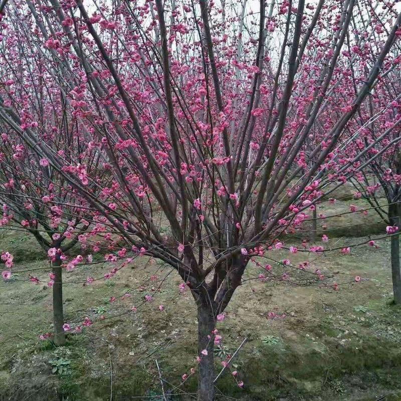 室外地栽原生高杆梅花树型红梅绿梅正宗骨里红梅庭院别墅栽培