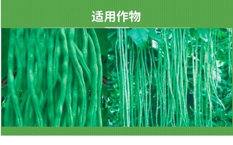 豆角芸豆菜豆豆类拉长素快速拉长强力座果拉长精叶面肥