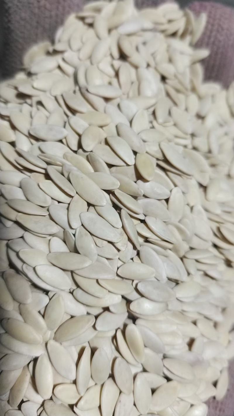 批发黄瓜子