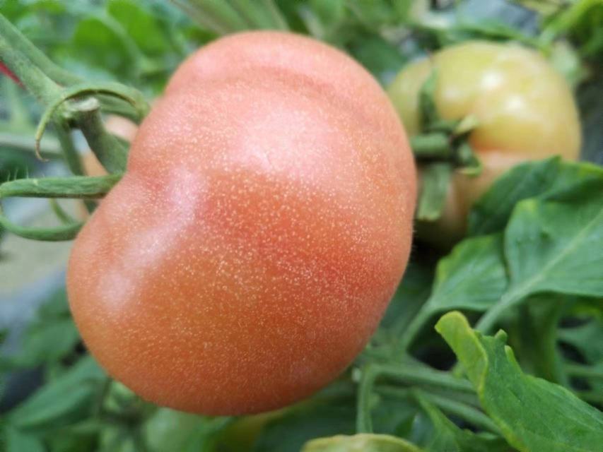 普罗旺斯西红柿与粉红西红柿在超市货架上的陈列对比