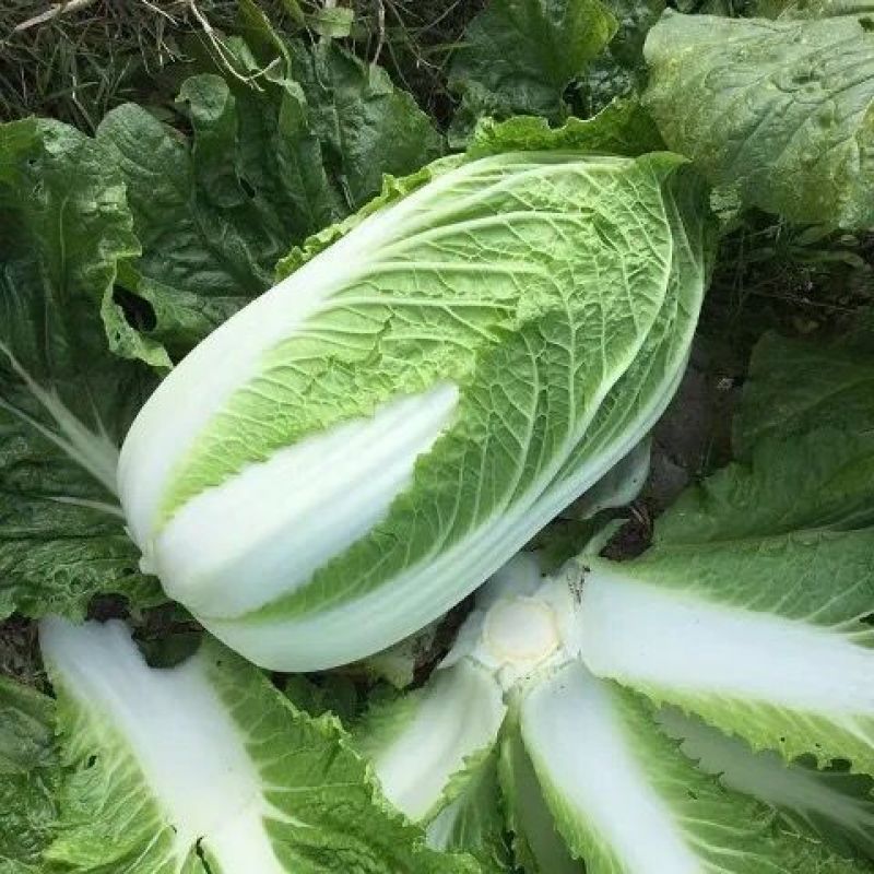 精品娃娃菜质量保证价格实惠规格齐全地头价格