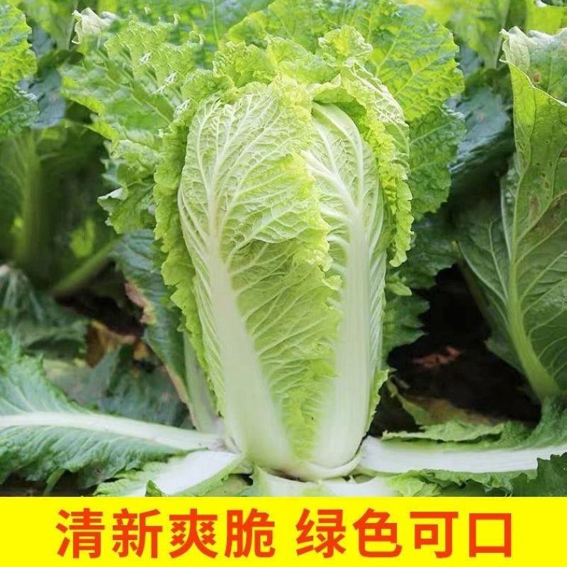 精品娃娃菜质量保证价格实惠规格齐全地头价格