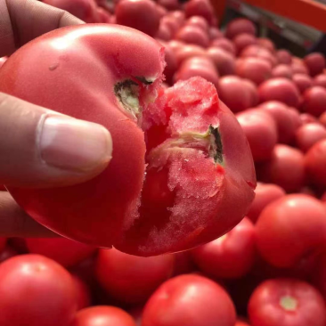 硬粉西红柿大量上市中