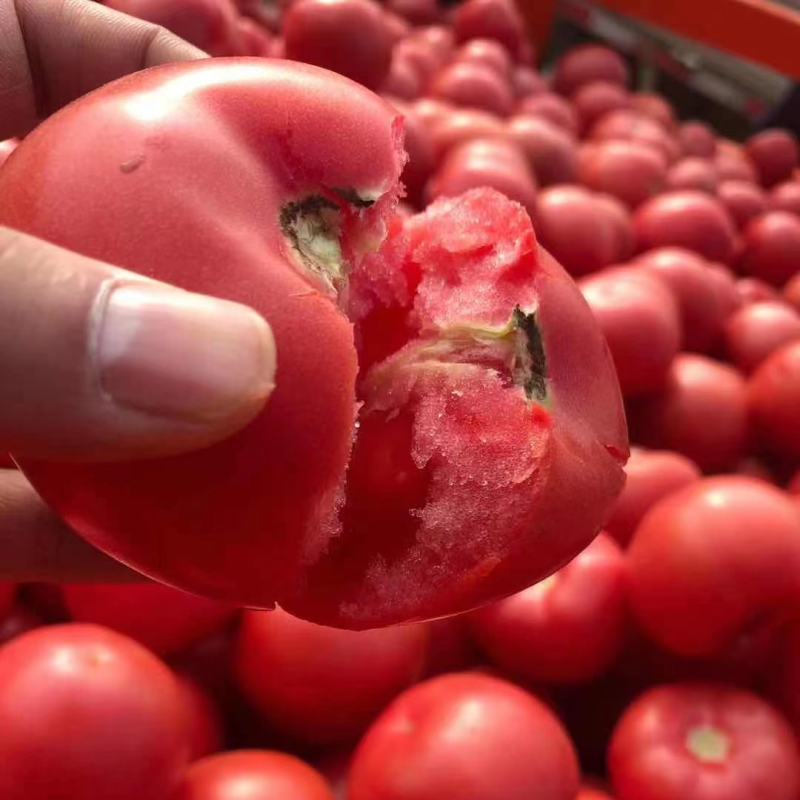 硬粉西红柿大量上市中
