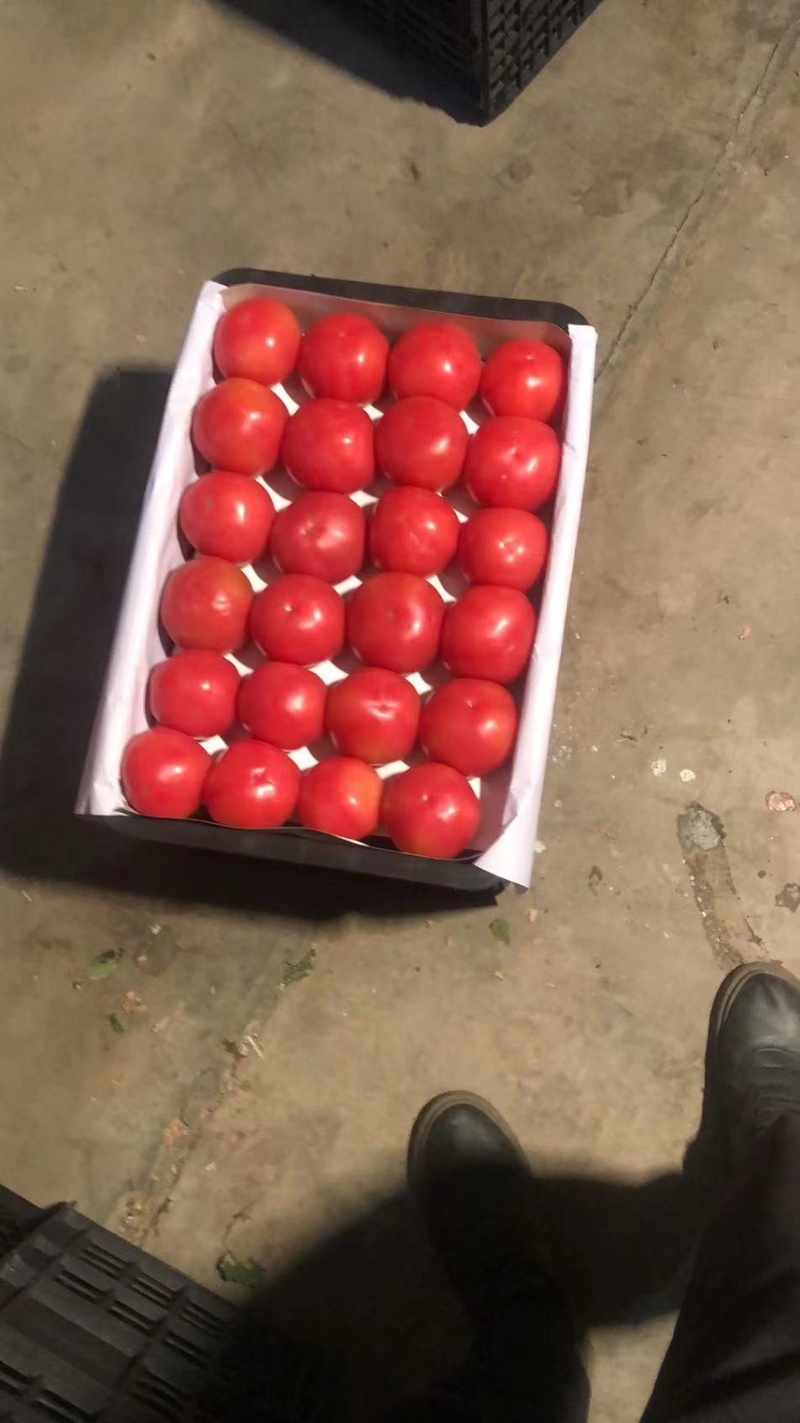 硬粉西红柿大量上市中