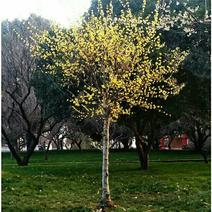 鄢陵腊梅高杆树原生庭院地栽黄色冬日耐寒易活工程花卉批发园