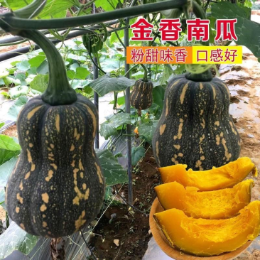金香南瓜广西南瓜本人从事南瓜生意多年欢迎联系