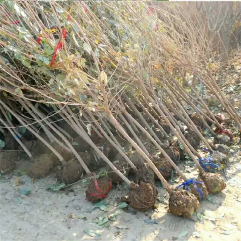 鄢陵腊梅高杆树原生庭院地栽黄色冬日耐寒易活工程花卉批发园