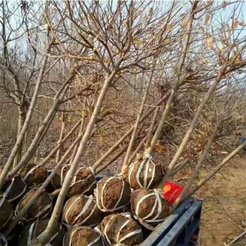 鄢陵腊梅高杆树原生庭院地栽黄色冬日耐寒易活工程花卉批发园